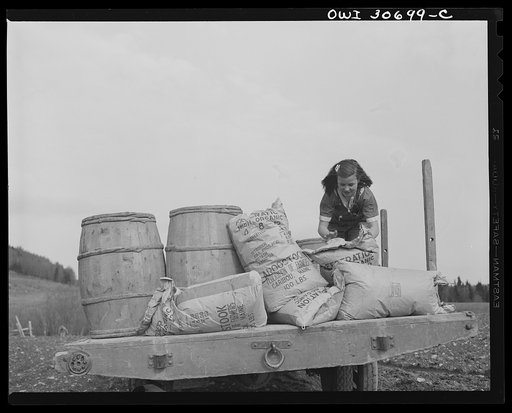 Fort Kent, Aroostook County, Maine. Spring potato planting on the French Acadian farm of Leonard Gagnon. Marianne Gagnon lifting potato fertilizer before dumping it into a seeder