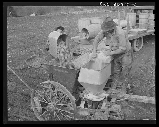 Fort Kent, Aroostook County, Maine. Spring potato planting on the French Acadian farm of Leonard Gagnon. Dumping cut potatoes and fertilizer into hoppers for planting