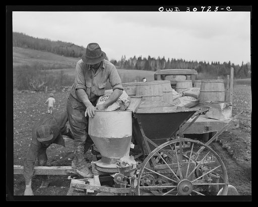 Fort Kent, Aroostook County, Maine. Spring potato planting on the French Acadian farm of Leonard Gagnon. Loading fertilizer into a hopper before planting
