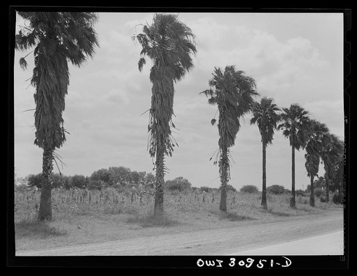 Harlingen, Texas. Palm trees along the road