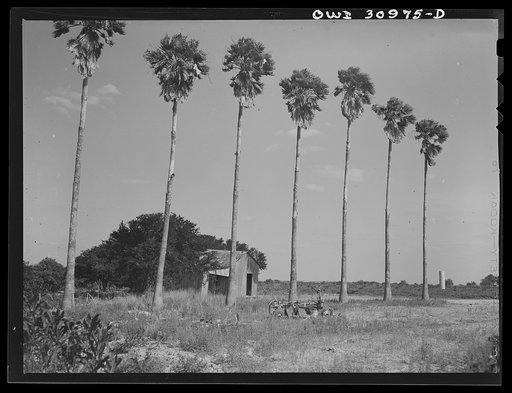 Harlingen, Texas. Row of palm trees in front of an abandoned shack