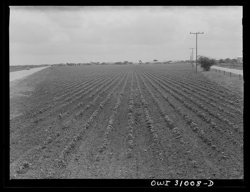 Untitled photo, possibly related to: Nueces County, Texas. Kaffir corn