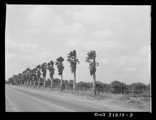 Untitled photo, possibly related to: Harlingen, Texas. Palm trees along the road