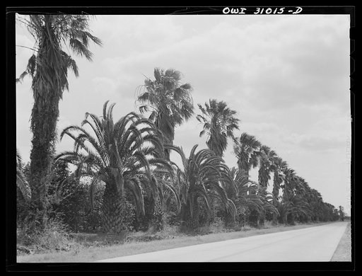 Harlingen, Texas. Palm trees surrounding an orange grove