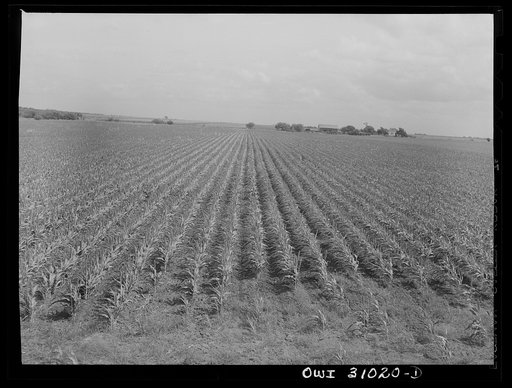 Untitled photo, possibly related to: Nueces County, Texas. Kaffir corn