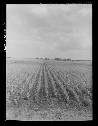 Nueces County, Texas. Kaffir corn