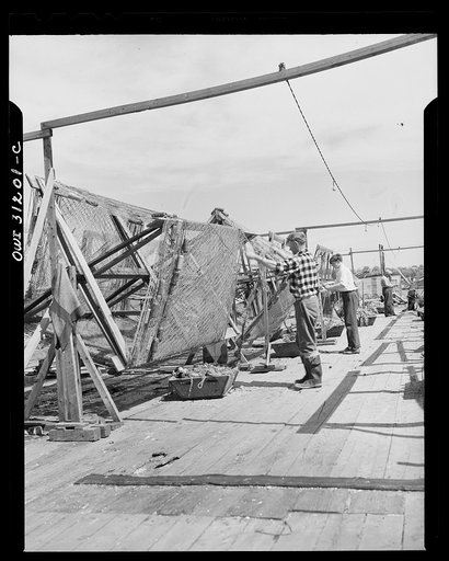 Gloucester, Massachusetts. Fishermen drying and inspecting their nets on the docks