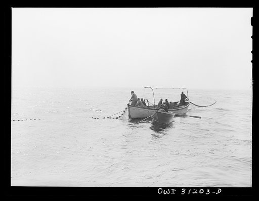 On board the fishing boat Alden, out of Gloucester, Massachusetts. Fishermen pulling in their seining net fourty-five miles off Gay Head