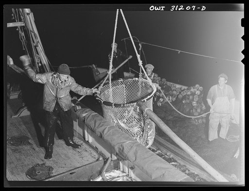 On board the fishing boat Alden, out of Gloucester, Massachusetts. After the seining net is pulled in with its catch, the mother boat pulls alongside, and the skipper and the cook help lash the big net to its railing. Here a large dip net scoops the fish from the nets to the decks