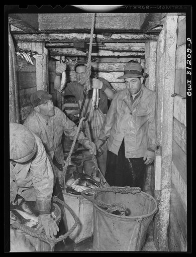 The crew of the fishing boat Alden sending up baskets of mackerel to dock stevedores