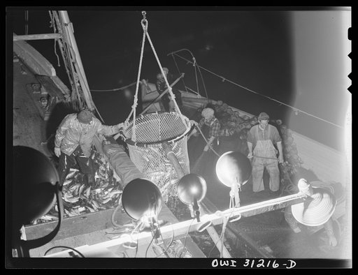 On board the fishing boat Alden, out of Gloucester, Massachusetts. After the seining net is pulled in with its catch, the mother boat pulls alongside, and the skipper and the cook help lash the big net to its railing. Here a large dip net scoops the fish from the nets to the decks