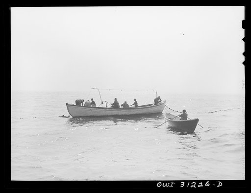 On board the fishing boat Alden, out of Gloucester, Massachusetts. The crew beginning to pull in their nets after trapping a school of mackerel. The nets drop fifteen fathoms deep, but a smart school of mackerel sometimes swims beneath them