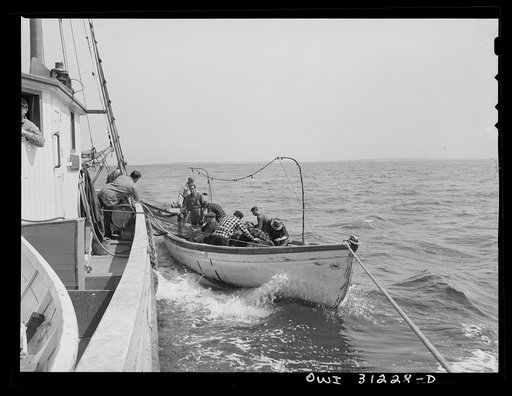On board the fishing boat Alden, out of Gloucester, Massachusetts. Part of the crew adjusting the seining nets to the seining boat on the first morning out. Franasco Parisi checking the small motor. This operation is performed at ten knots per hour