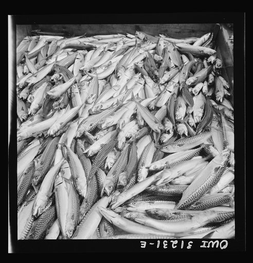 Mackerel catch. Gloucester, Massachusetts