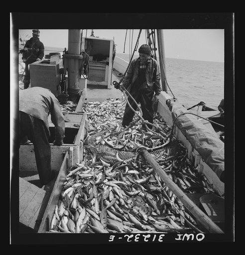 On board the fishing boat Alden, out of Gloucester, Massachusetts. Freshly-caught mackerel gasping and flapping on the deck