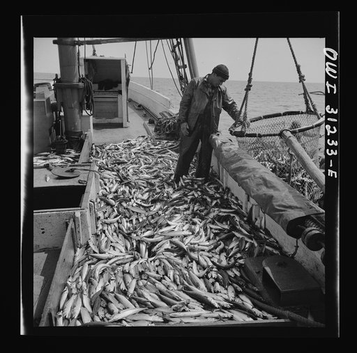 Freshly-caught mackerel gasping and flapping on the deck of a New England fishing boat. Gloucester, Massachusetts