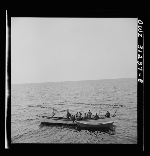On board the fishing boat Alden, out of Gloucester, Massachusetts. Fishermen pulling in their net, in which they hope to have trapped a school of mackerel. The big boat stands by ready to go alongside and receive the catch on her decks