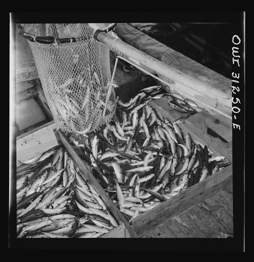 On board the fishing boat Alden out of Gloucester, Massachusetts. The large dip net releasing mackerel on the deck