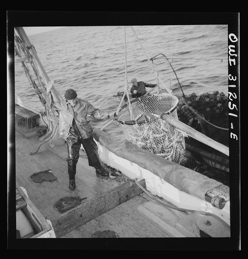 Franasco Parisi, youngest member of the Alden's crew, motioning for the skipper to hoist the large dip net over the side