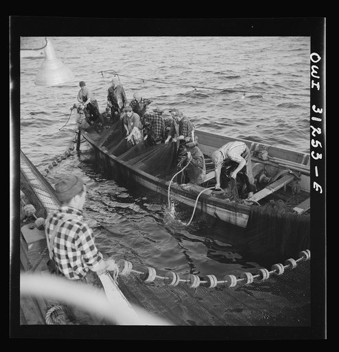 On board the fishing boat Alden, out of Gloucester, Massachusetts. Fishermen pulling in their nets so that the fish caught within them can be scooped out with a large dip net