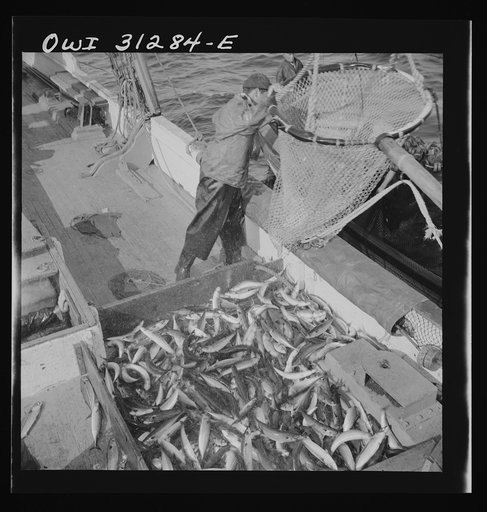 Untitled photo, possibly related to: On board the fishing boat Alden, out of Gloucester, Massachusetts. Large dip net transferring mackerel from nets to the deck