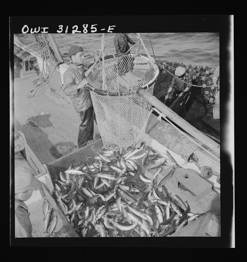 On board the fishing boat Alden, out of Gloucester, Massachusetts. Large dip net transferring mackerel from nets to the deck