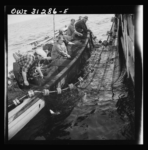 Untitled photo, possibly related to: Gloucester fishermen pulling in their nets to bring their catch nearer to the surface so the dip net can transfer them to the big boat. Gloucester, Massachusetts