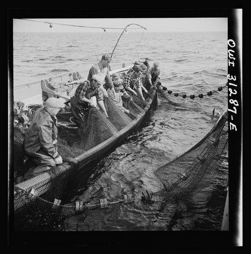 Gloucester fishermen pulling in their nets to bring their catch nearer to the surface so the dip net can transfer them to the big boat. Gloucester, Massachusetts