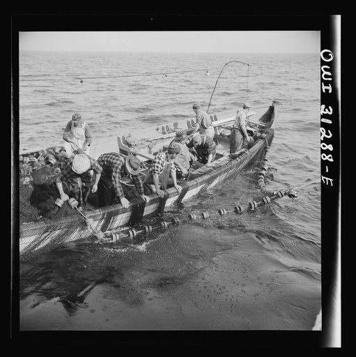 Gloucester, Massachusetts. Mackerel school leader outsmarted the skipper of the Alden, and swam below the fifteen fathom net to safety. The men pull their nets in and try again