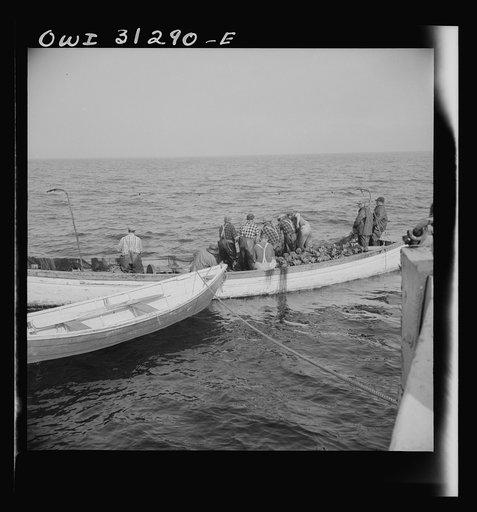 Untitled photo, possibly related to: On board the fishing boat Alden, out of Gloucester, Massachusetts. Gloucester fishermen in their dories at sea