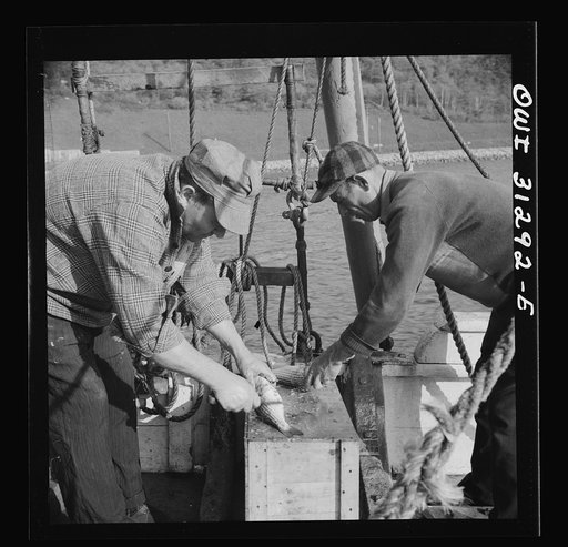 On board the fishing boat Alden, out of Glocester, Massachusetts. Fishermen cleaning mackerel