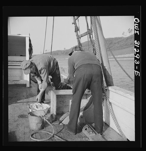On board the fishing boat Alden, out of Glocester, Massachusetts. Fishermen cleaning mackerel