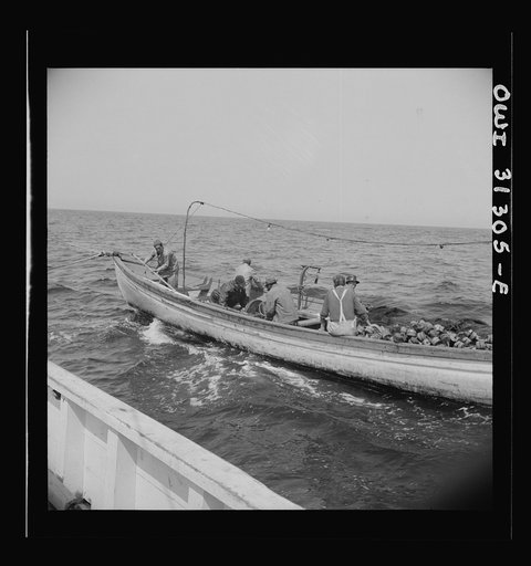 On board the fishing boat Alden, out of Gloucester, Massachusetts. Fishermen chasing a school of mackerel