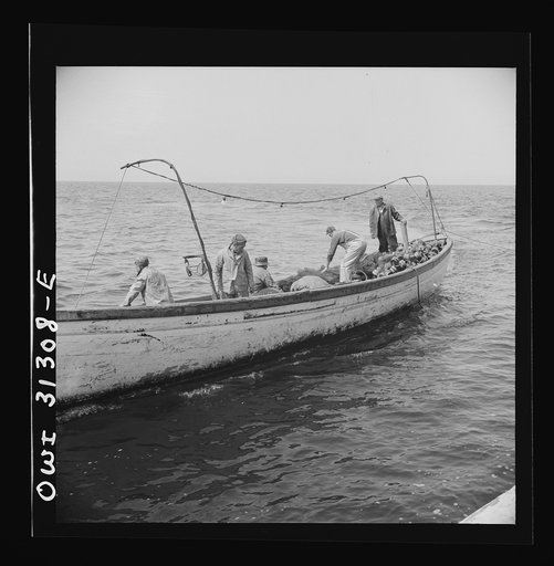 Untitled photo, possibly related to: On board the fishing boat Alden, out of Gloucester, Massachusetts. Fishermen chasing a school of mackerel