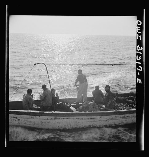 Untitled photo, possibly related to: On board the fishing boat Alden, out of Glocester, Massachusetts. Fishermen chasing a school of mackerel
