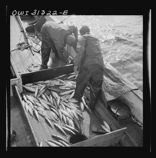 Mackerel fishing, Gloucester, Massachusetts. Raking mackerel into the ice hole