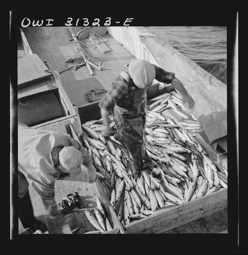 Mackerel fishing, Gloucester, Massachusetts. Raking mackerel into the ice hole