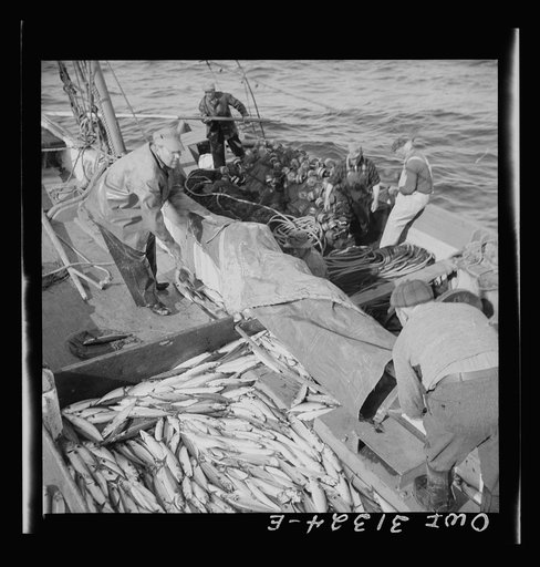 Fisherman taking on mackerel aboard the Alden. Gloucester, Massachusetts