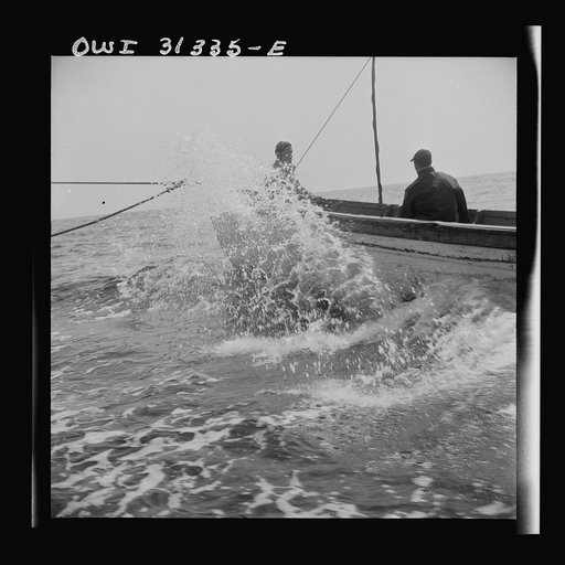 On board the fishing boat Alden, out of Gloucester, Massachusetts. Fishermen chasing a school of mackerel