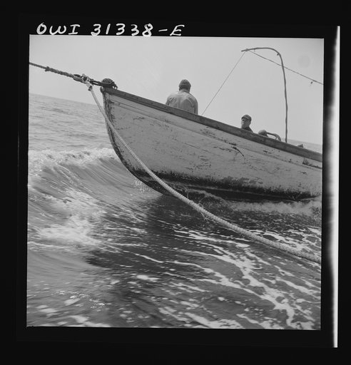 On board the fishing boat Alden, out of Gloucester, Massachusetts. Fishermen chasing a school of mackerel