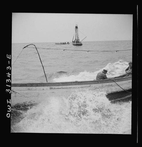 On board the fishing boat Alden out of Gloucester, Massachusetts. Searching for mackerel in the Grand Banks