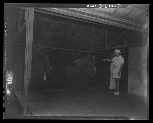 Trechot Trading Company palm oil factory at Etoumbi. Moyen Congo bush, French Equatorial Africa. Plantation manager Thyssier directing operations. Pulpy mass of husks being poured into hoppers that funnel it into presses