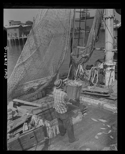 Gloucester, Massachusetts. Unloading redfish from the holds of a fishing boat