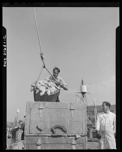 Gloucester, Massachusetts. Unloading redfish by motored cranes on a dock