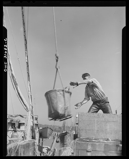 Gloucester, Massachusetts. Unloading redfish by motored cranes on a dock