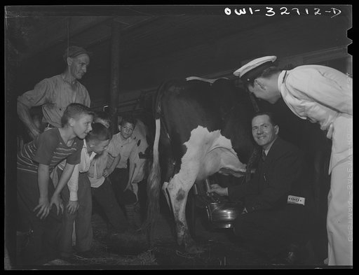 Oswego, New York. Jugoslavian merchant seaman showing a French naval officer how to milk a cow at a farm visited by the United Nations heroes during United Nations week