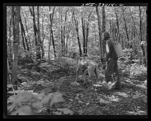 Gorham (vicinity), New Hampshire. Barbara Mortensen, a fire and airplane lookout on Pine Mountain, starting on a half-mile climb from the spring carrying on her back fresh water for cooking and drinking in the fire tower