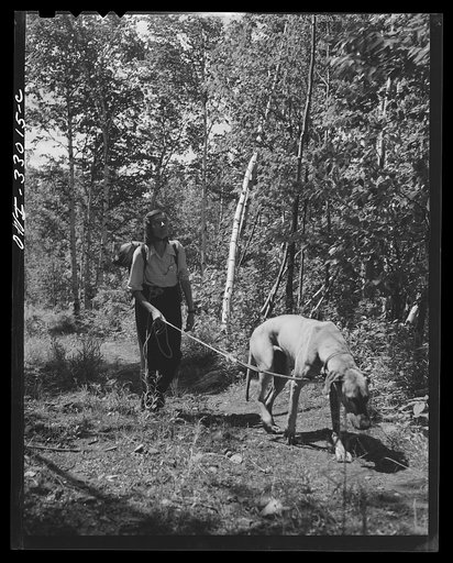 Untitled photo, possibly related to: Gorham (vicinity), New Hampshire. Barbara Mortensen, a fire and airplane lookout on Pine Mountain, climbing back to the tower after getting supplies at Gorham. She keeps her dog on a leash because of porcupines