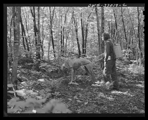 Untitled photo, possibly related to: Gorham (vicinity), New Hampshire. Barbara Mortensen, a fire and airplane lookout on Pine Mountain, climbing back to the tower after getting supplies at Gorham. She keeps her dog on a leash because of porcupines