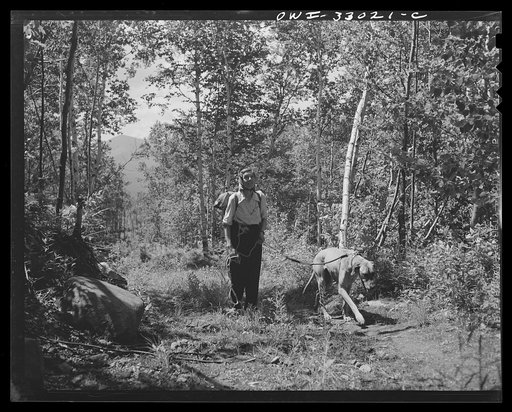 Gorham (vicinity), New Hampshire. Barbara Mortensen, a fire and airplane lookout on Pine Mountain, climbing back to the tower after getting supplies at Gorham. She keeps her dog on a leash because of porcupines